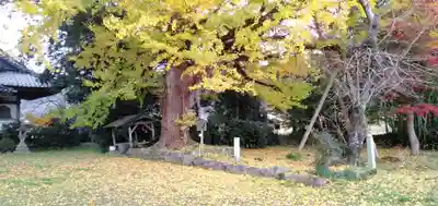 國分寺（国分寺）(京都府)