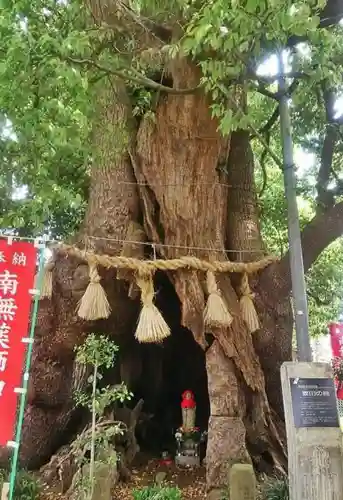 妻田神社の自然