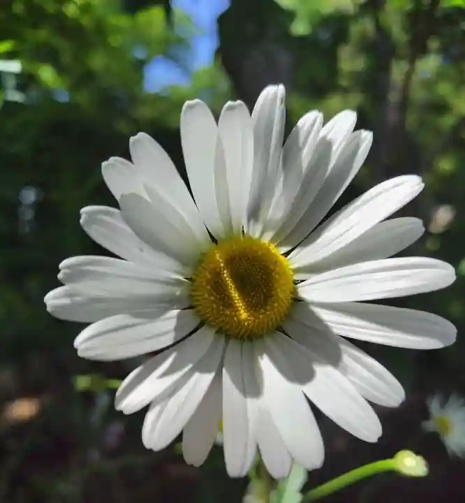 厚別神社(北海道)