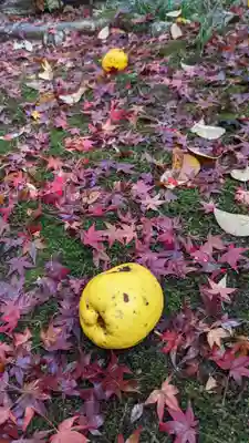 霊鑑寺門跡(京都府)