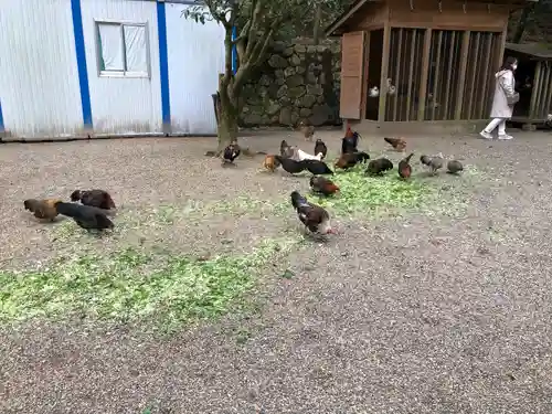 石上神宮の動物