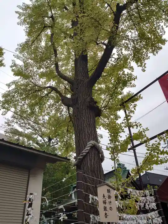 溝口神社の自然