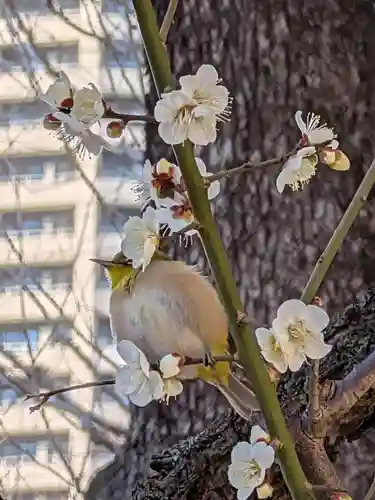 熊野神社(東京都)