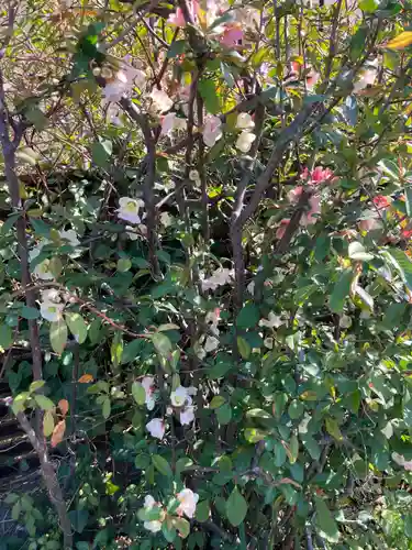 光照寺(神奈川県)