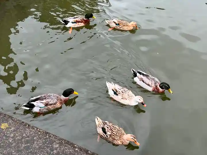住吉神社の動物