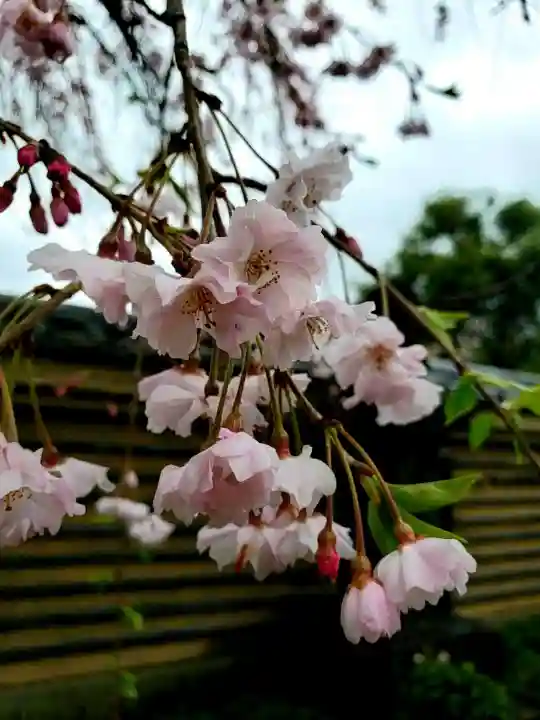 福蔵院(東京都)