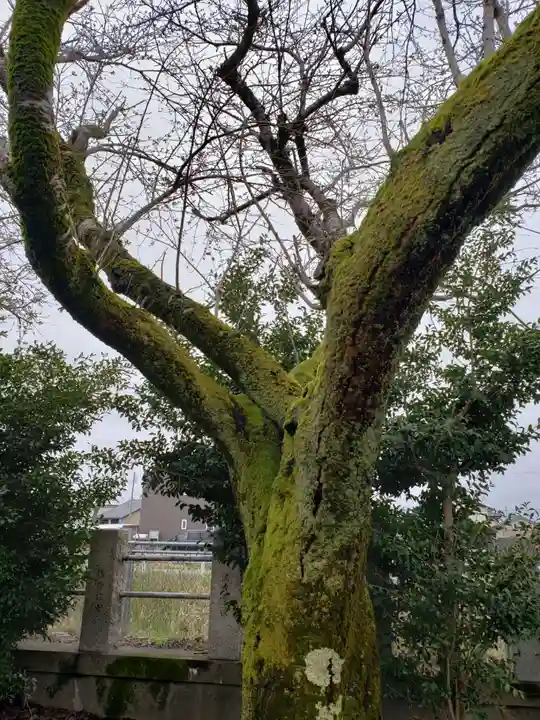 戸出神社の自然