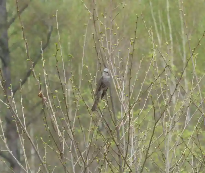 留辺蘂神社の動物