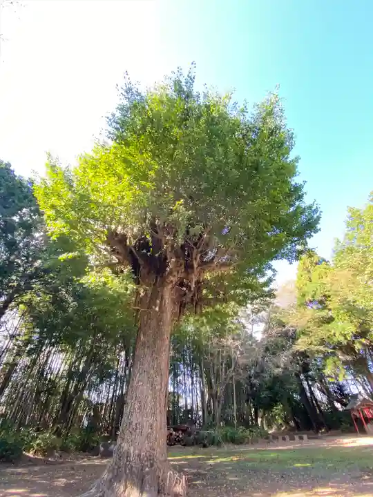 神岡稲荷神社の自然