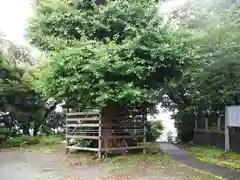 熊野神社（長井熊野神社）の自然