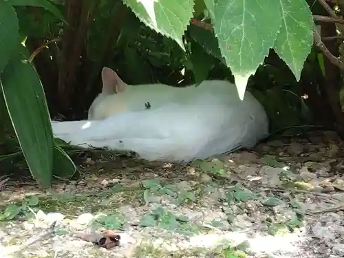 御誕生寺（猫寺）(福井県)