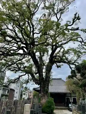 大雄寺(東京都)
