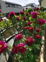 禅定院(東京都)