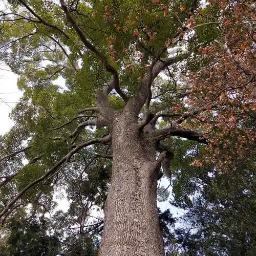 熊野神社の自然
