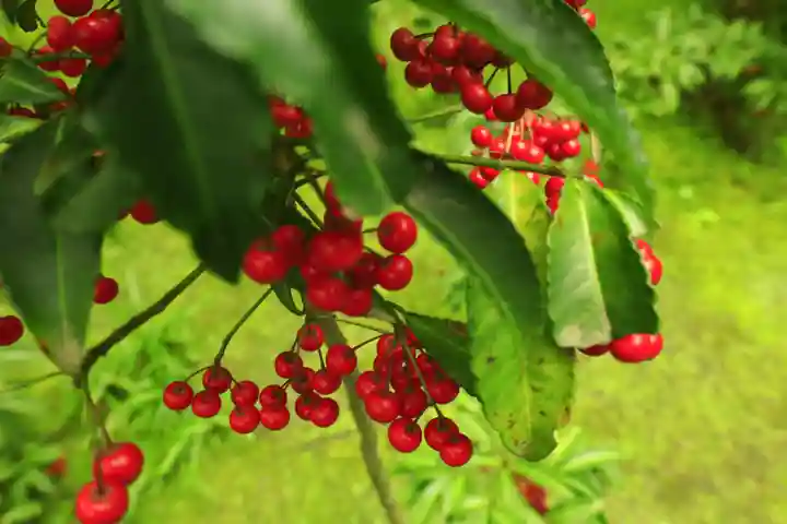 報国寺(神奈川県)