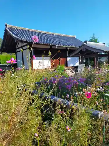 般若寺 ❁﻿コスモス寺❁(奈良県)