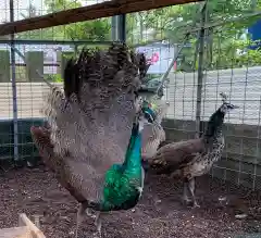 福井県護国神社の動物