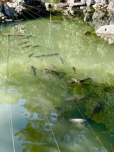 清荒神清澄寺の動物