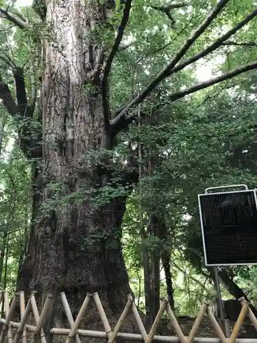 王子神社の自然