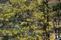 開成山大神宮の自然