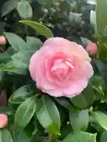 金剛寺(八坂庚申堂)の自然