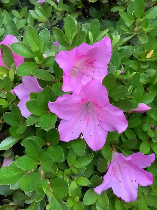 富部神社の自然