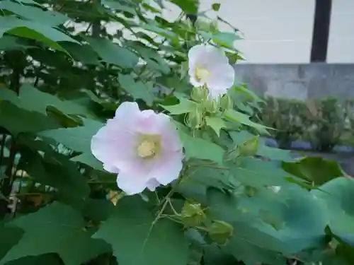 東本願寺（真宗本廟）の自然