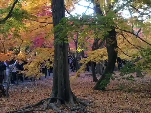 東福禅寺（東福寺）の自然