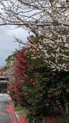 梅宮大社(京都府)