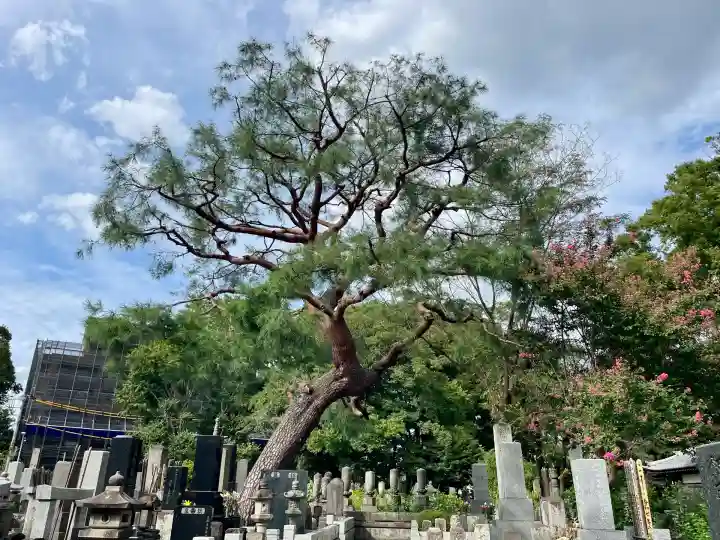 泉龍寺(東京都)