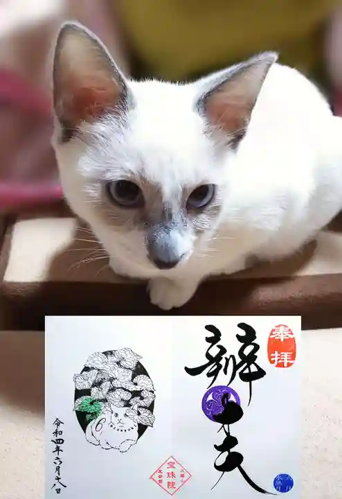 増上寺塔頭 三縁山 宝珠院の動物