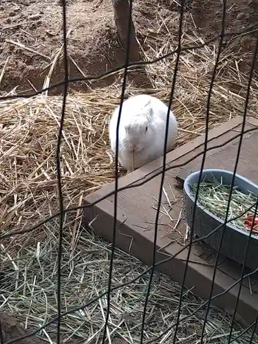 太子堂八幡神社の動物