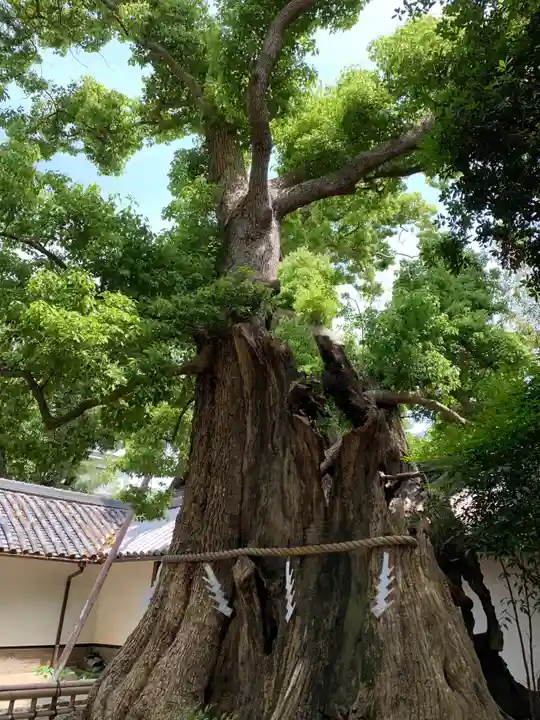 百舌鳥八幡宮の自然