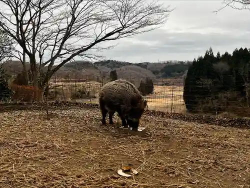坪沼八幡神社の動物