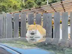 菊田神社の動物