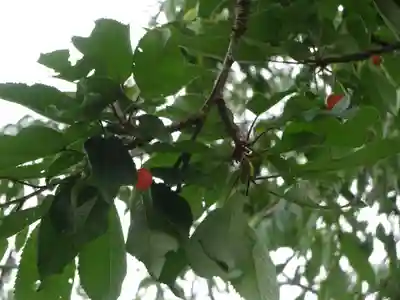 伊勢原 法泉寺の自然