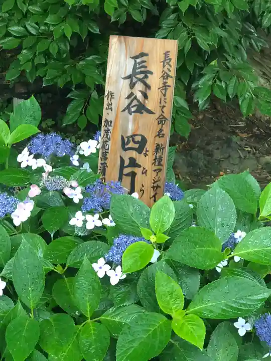 長谷寺(神奈川県)