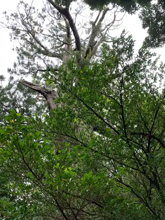 佐麻久嶺神社の自然