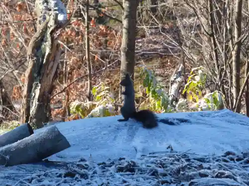 留辺蘂神社の動物