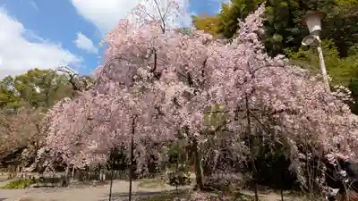 平野神社(京都府)
