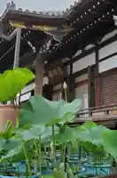 善導寺の自然