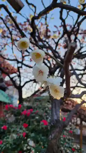 西新井大師総持寺(東京都)
