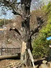 山王神社(神奈川県)