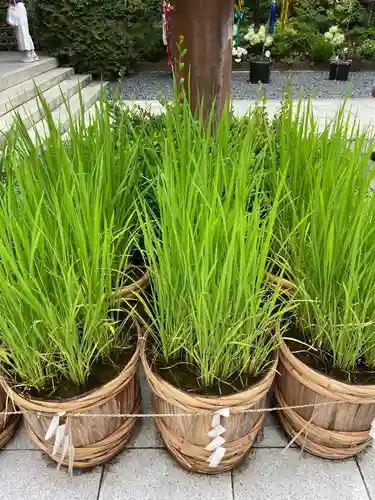 東京大神宮の庭園