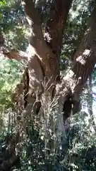 玉清井神社の自然