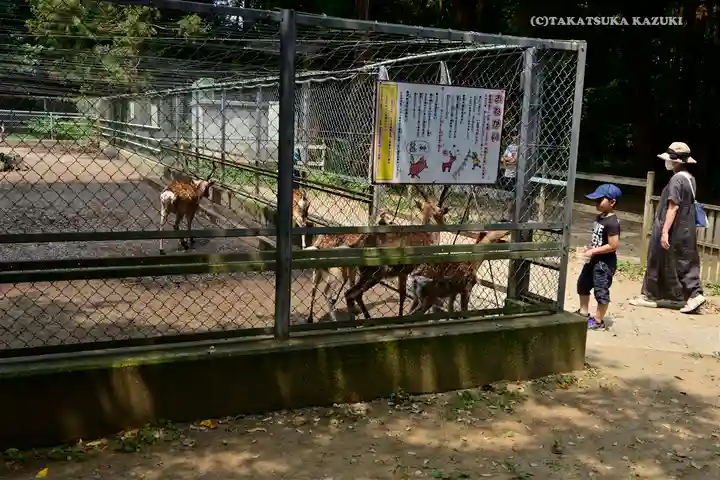 鹿島神宮の動物
