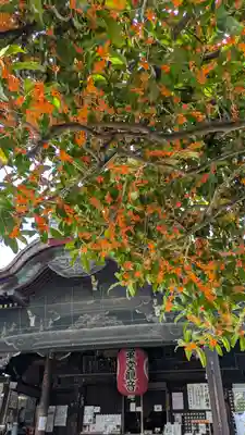 行願寺（革堂）(京都府)