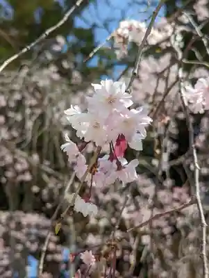 賀茂別雷神社（上賀茂神社）(京都府)