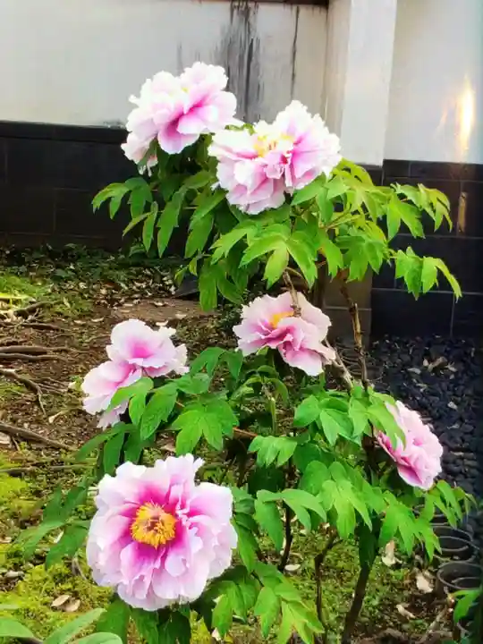 圓照寺(東京都)