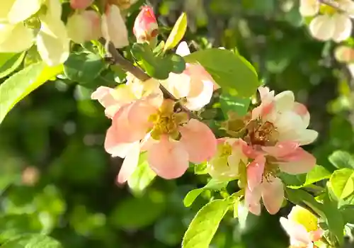 滋野神社の自然
